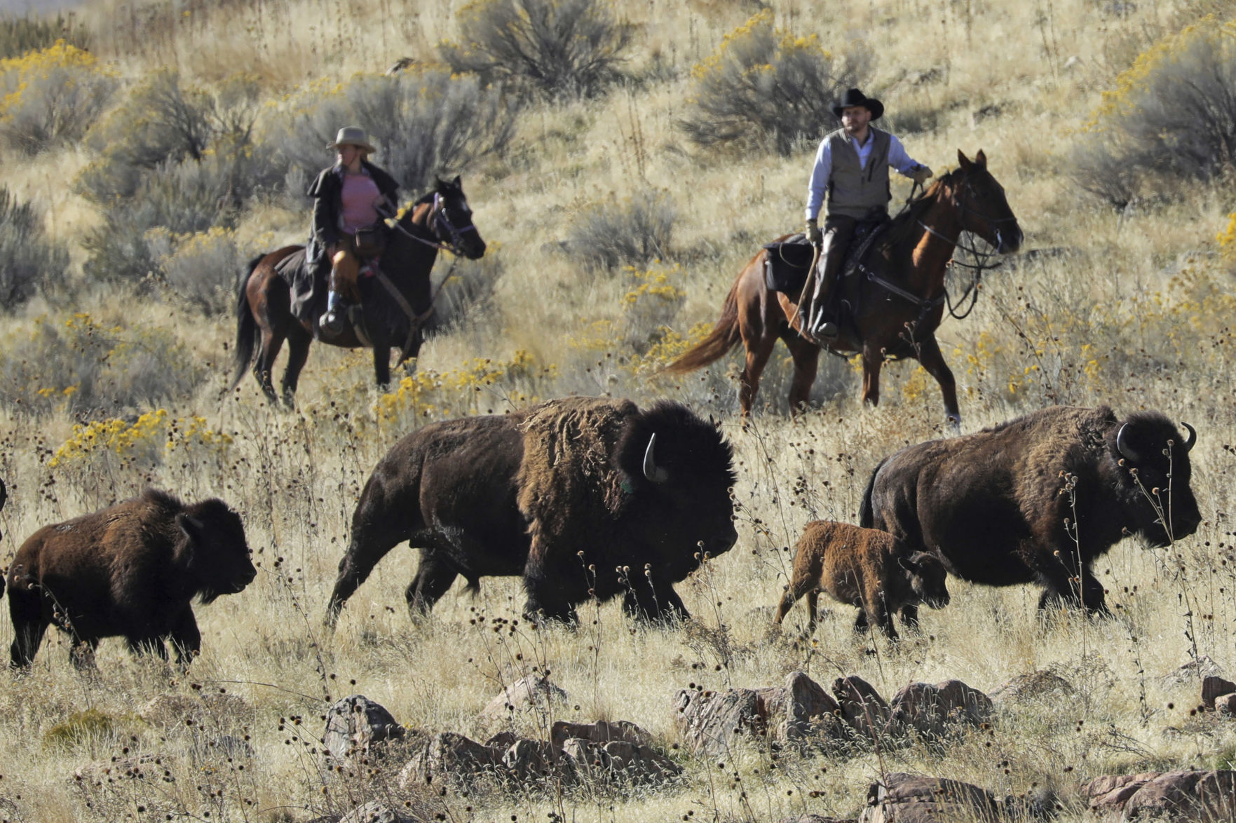 Bison Genetic Diversity